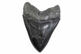 Serrated, Fossil Megalodon Tooth - South Carolina #371780-1